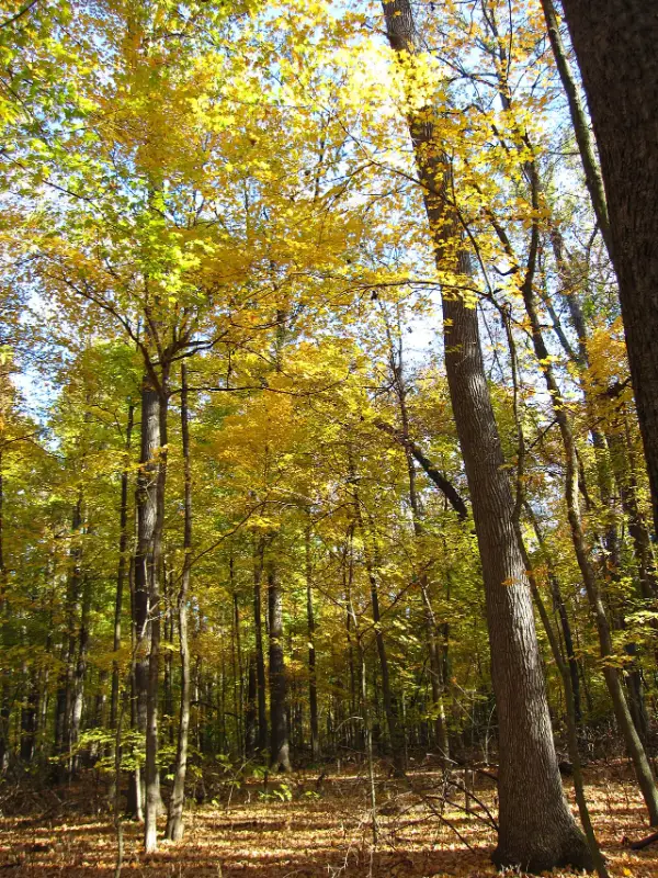 Tall trees in autumn at Wesselman Woods