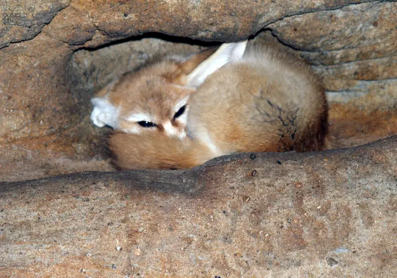Animals at the Saint Louis Zoo